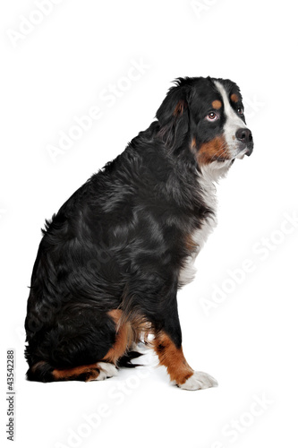 Photo: mixed breed dog Bernese Mountain dog mixed breed dog Bernese Mountain dog
