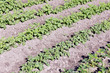 Spring potato field