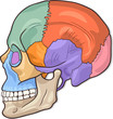 Human Skull Diagram Illustration