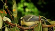 Young tit under a lucky star