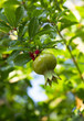 Photo: young red pomegranate fruit young red pomegranate fruit