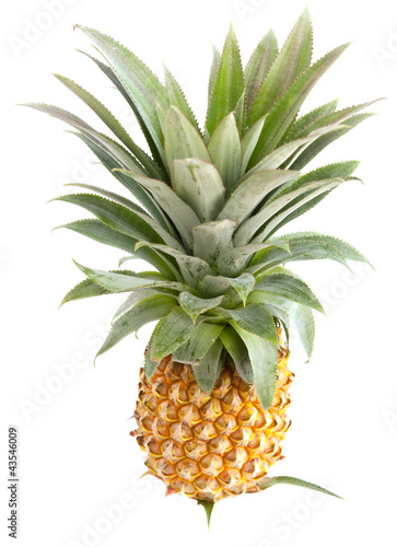 Photo: ananas victoria ananas victoria
