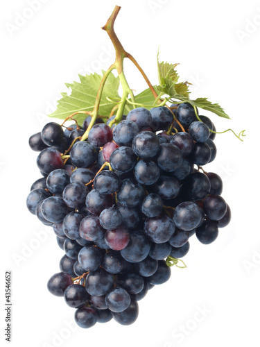 Foto : Grape wine Grape wine
