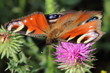 butterfly drinking nectar of flower