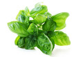 Photo: Herb Series - Basil Herb Series - Basil