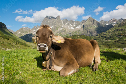 Photo: Glückliche Kühe Glückliche Kühe