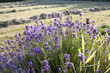 Lavender Flowers