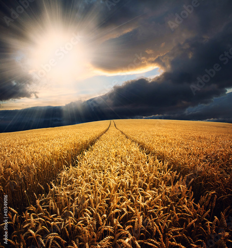 Photo: Wheat field at sunset Wheat field at sunset