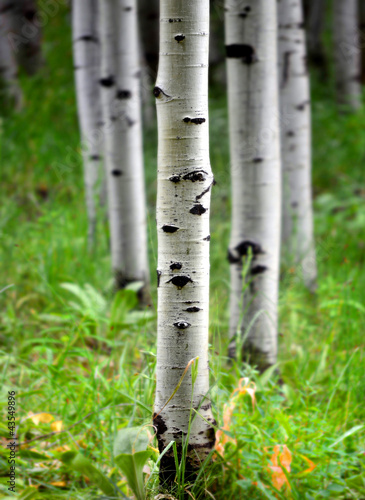 Foto: Aspen Birch Trees in Summer Aspen Birch Trees in Summer