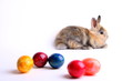 Osterhase