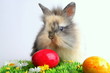 Osterhase mit Ei
