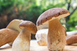 Steinpilz