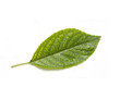 Green sheet on a white background