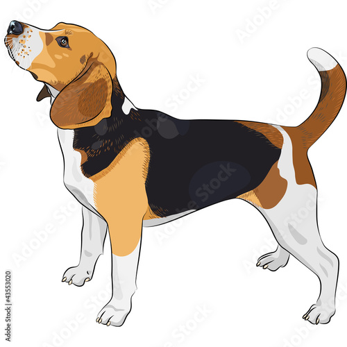 Vector: vector sketch dog Beagle breed vector sketch dog Beagle breed