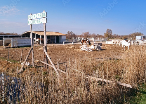 Photo: Camargue national wildlife reserve Camargue national wildlife reserve