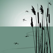 Vector: Reeds in the water and few dragonflies - vector Reeds in the water and few dragonflies - vector