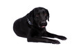 Scared Labrador Dog