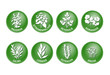 Kräuter Vektor Buttons