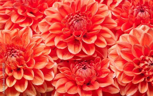 Photo: dahlia dahlia