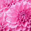 Photo: dahlia dahlia
