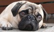 ein Mops denkt nach