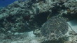 loggerhead turtle filmed underwater whilst in cozumel mexico