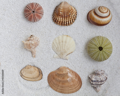 Photo: seashells seashells