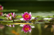 Pink beautiful waterlily in green pond