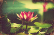 Waterlily in pond .Vintage flowers card on old paper
