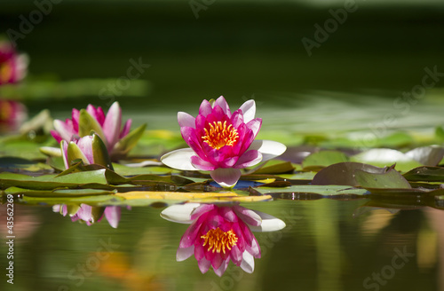 Photo: Pink beautiful waterlily in green pond Pink beautiful waterlily in green pond