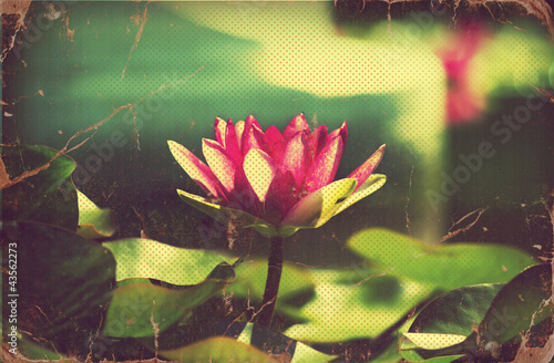Illustration: Waterlily in pond .Vintage flowers card on old paper Waterlily in pond .Vintage flowers card on old paper