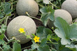 Photo: Melons Melons