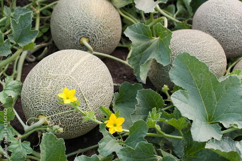 Photo: Melons Melons