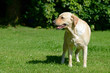 Hund auf Wiese