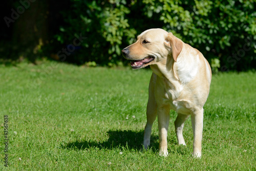 Foto: Hund auf Wiese Hund auf Wiese
