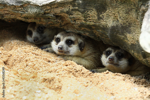 Photo: Three meerkat sleep under the rock Three meerkat sleep under the rock