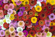 Photo: Zinnien Zinnien