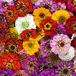 Photo: Zinnien Zinnien