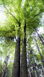 A green beech