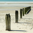 Wooden posts on the beach