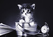 Kitten in a bucket