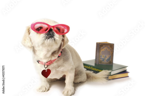 Photo: Dog with books Dog with books