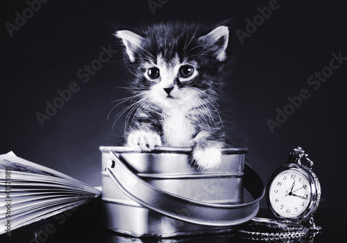 Photo: Kitten in a bucket Kitten in a bucket