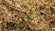 Video of running ants