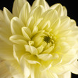 Chrysanthemum