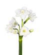 Stephanotis