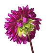 Pink gerbera
