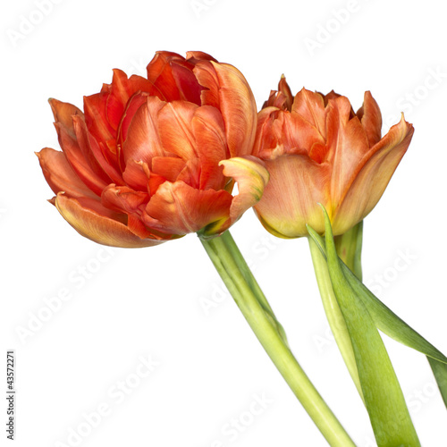 Photo: Tulip Tulip