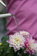 Unrecognizable person watering flowers