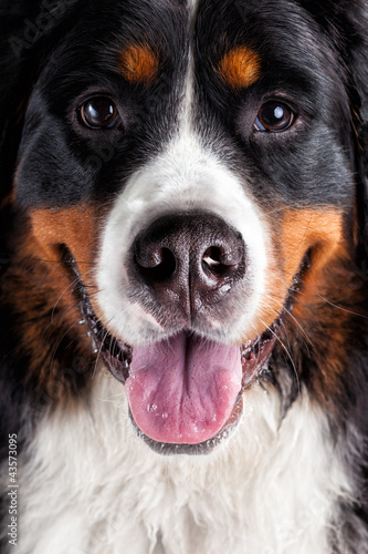 Photo: close up dog head close up dog head